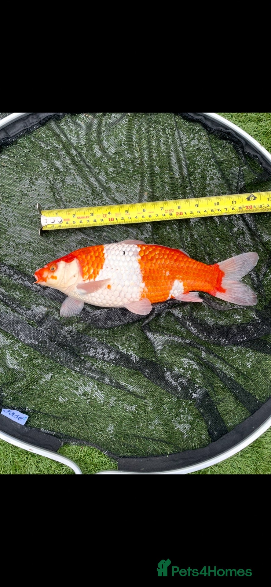 Koi Carp fish Carp koi 40cm others 58-60cm+ ready to go  - Advert 1