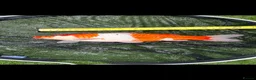 Koi Carp fish for sale: Carp koi 40cm others 58-60cm+ ready to go  - Advert 1