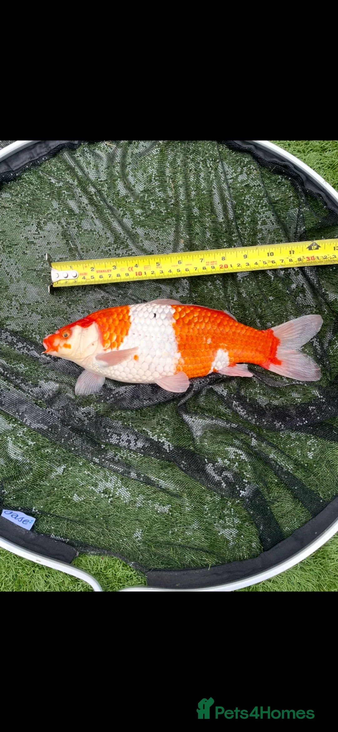 Koi Carp fish for sale: Carp koi 40cm others 58-60cm+ ready to go  - Advert 1
