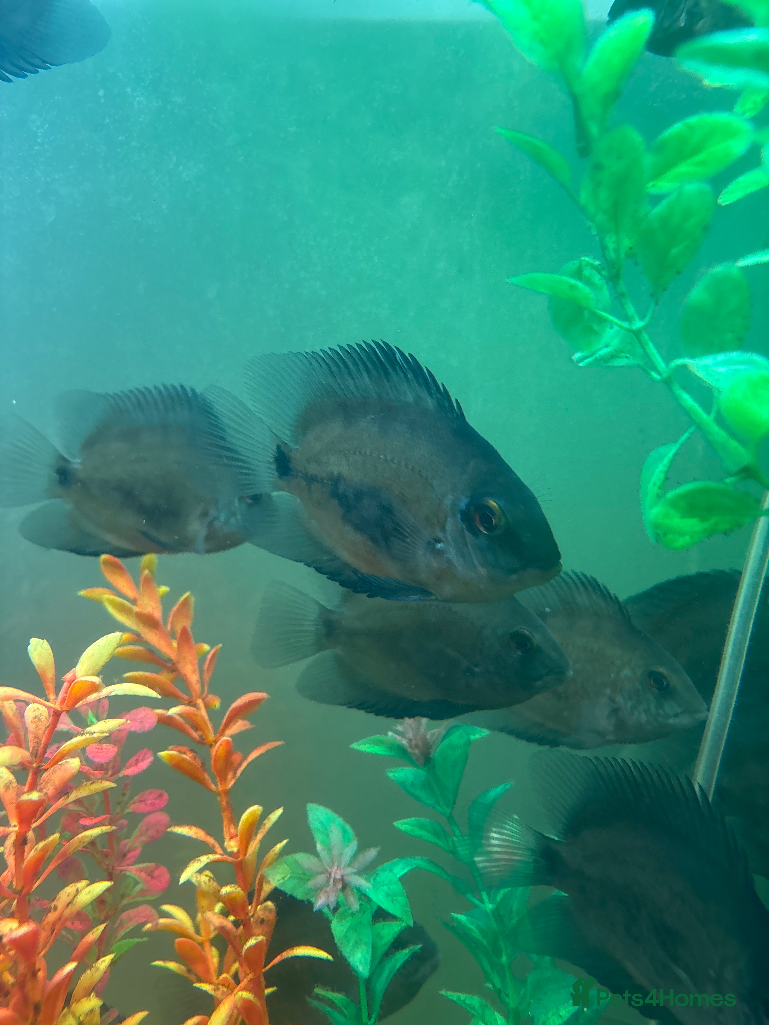 Cichlids fish Uaru  - Advert 24