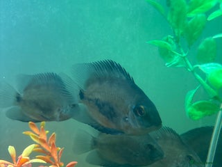 Cichlids fish for sale: Uaru - Advert 1