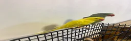 Parrots birds for sale: Alexandrian Raw parrot  & Yellow ring neck - Advert 4