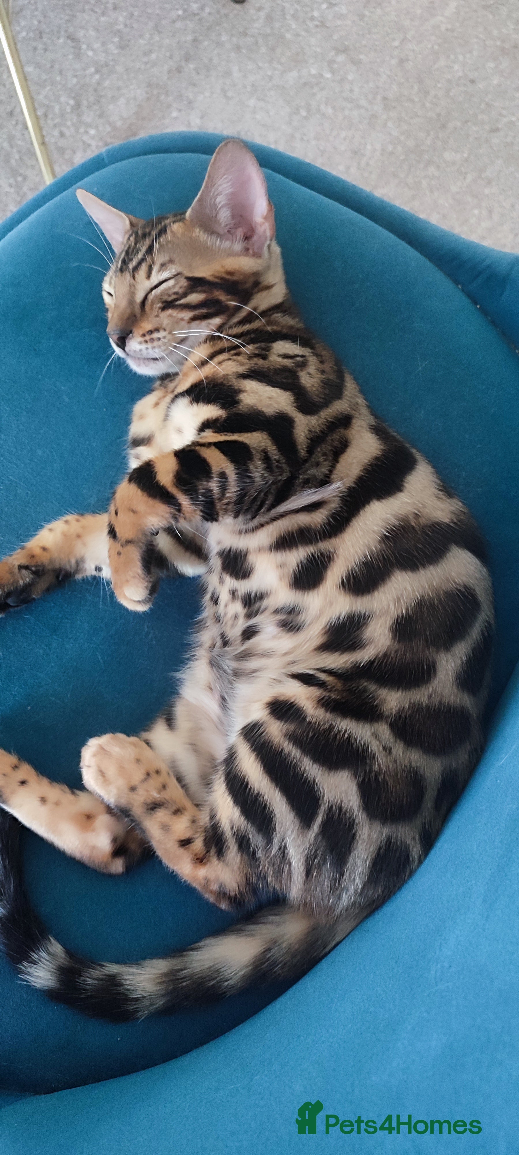Bengal cats Stunning Bengal kittens for sale - Advert 2