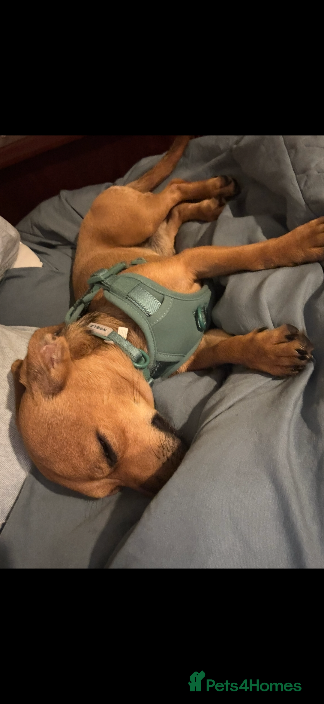 Chiweenie dogs for sale: Milo for sale  - Advert 3