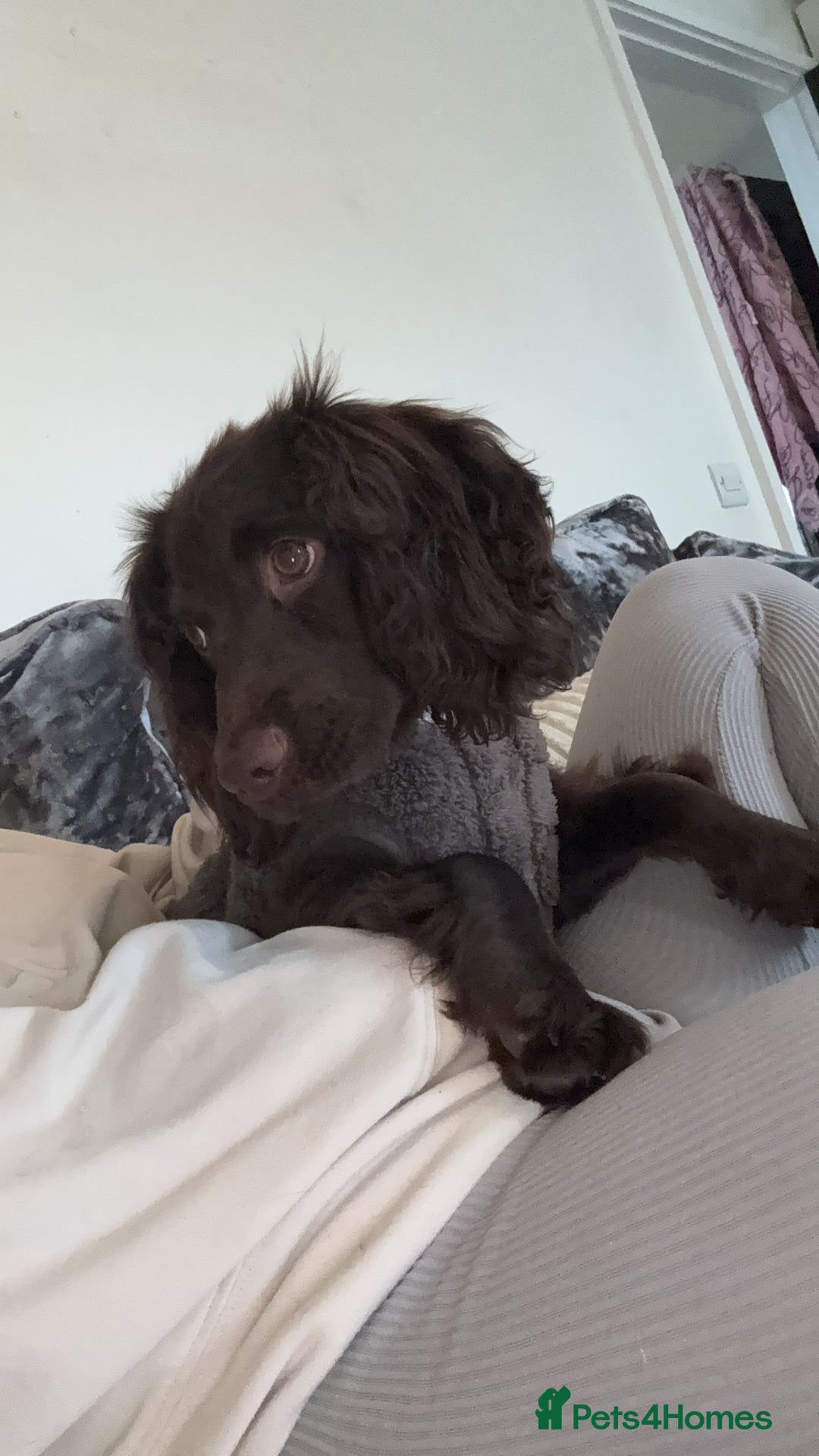 Cocker Spaniel dogs for sale: Cocker spaniel female Chocolate  - Image 5