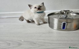 Ragdoll cats for sale: 3 Tica Boys Genetic test Certyficate HCM and PKD  - Image 38
