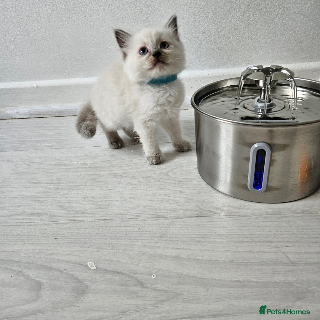 Ragdoll cats for sale: 3 Tica Boys Genetic test Certyficate HCM and PKD  - Image 38