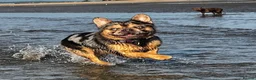 French Bulldog dogs for sale: Romeo French Bulldog - Advert 1