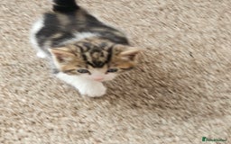 Mixed Breed cats for sale: Tabby mix rangdoll and black - Image 5
