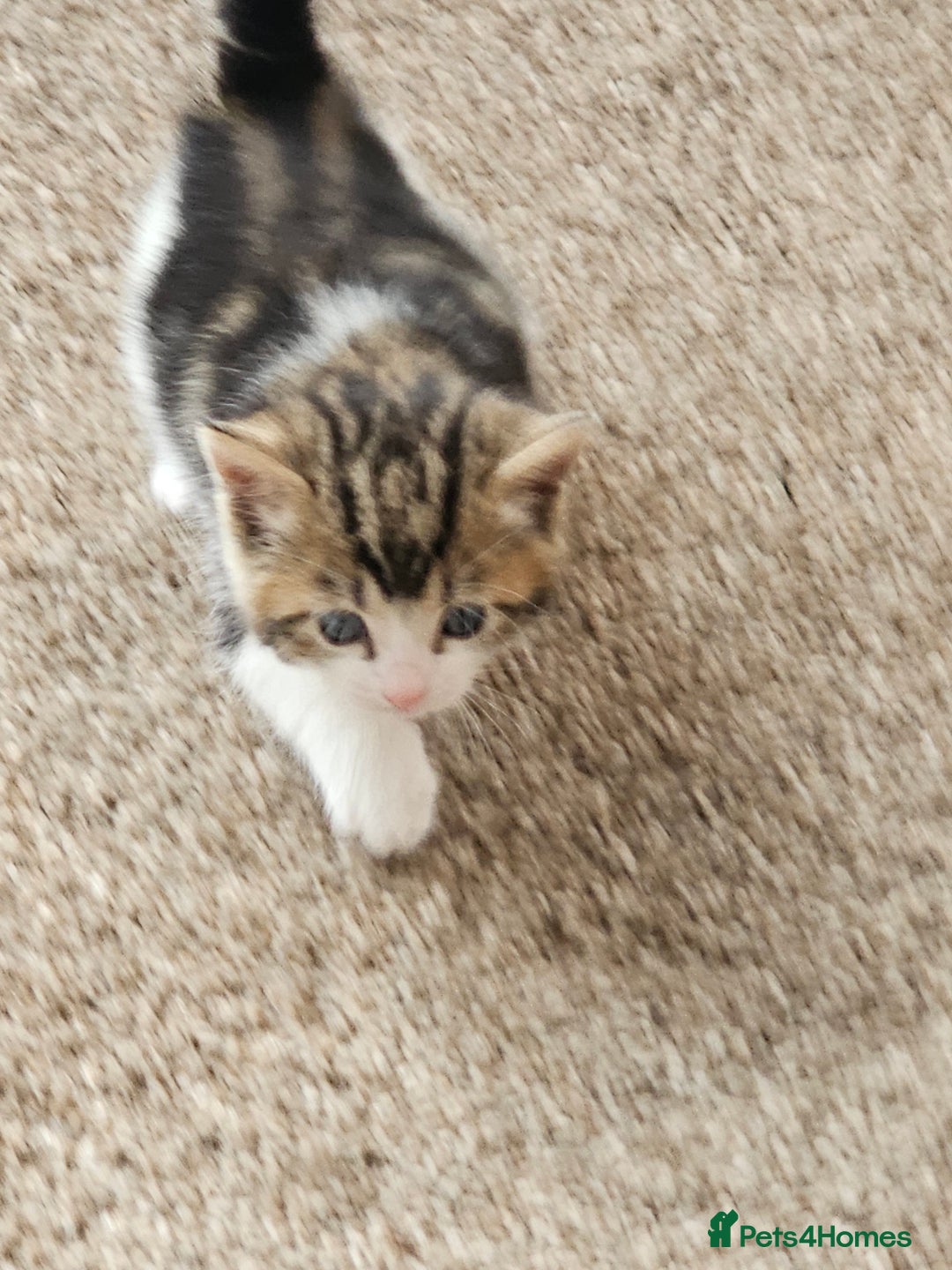 Mixed Breed cats for sale: Tabby mix rangdoll and black - Image 5