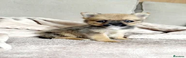 Mixed Breed 3