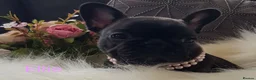 French Bulldog dogs for sale: KC QUALITY PUPPIES - Advert 30