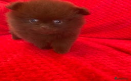 Pomeranian dogs for sale: 3 CHOCOLATE BROWN BEAR POMERANIAN PUPPY’S - Image 9