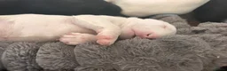 Bull Terrier dogs for sale: Ready Now KC reg show quality puppies  - Advert 17
