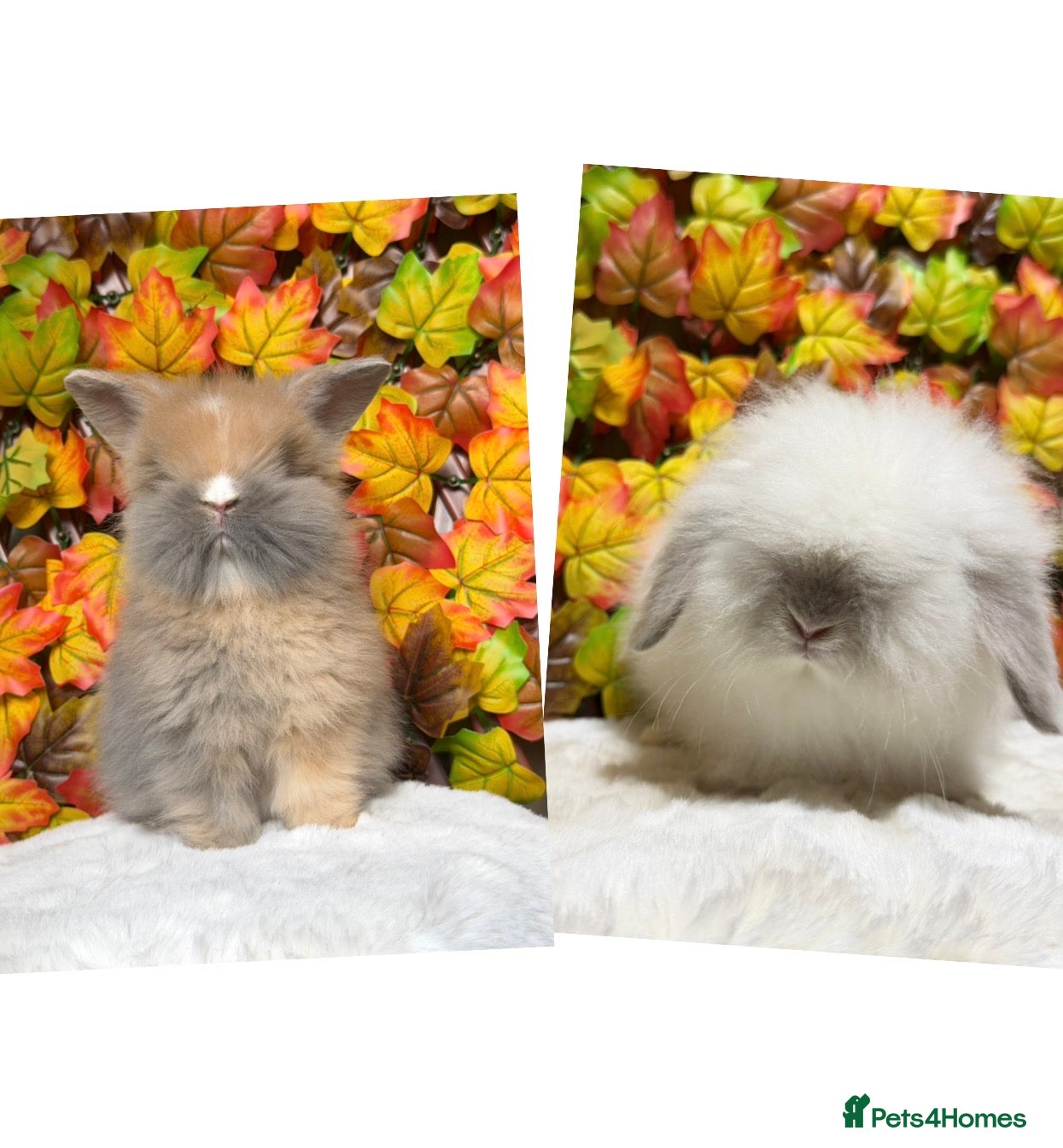 Lionhead rabbits Lion head girl and Teddywidder Boy  - Advert 4