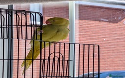 Ringnecks birds for sale: ​For Sale: Young Lutino Indian Ringneck - Image 6