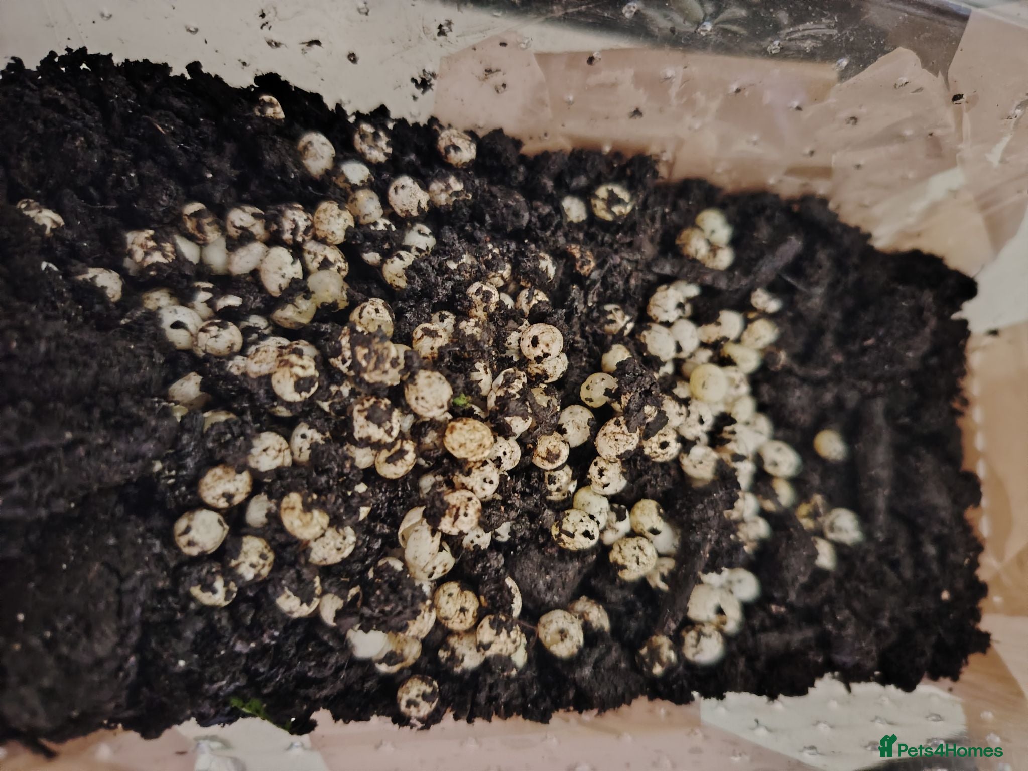 Snails invertebrates Giant African land snail eggs  - Advert 2