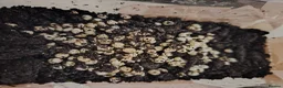 Snails invertebrates for sale: Giant African land snail eggs  in Dorchester - Advert 1