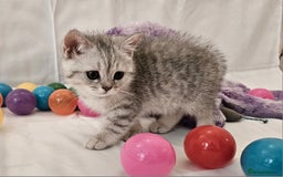 British Shorthair cats for sale: BRITISH SHORTHAIR CHAMPION BLOODLINE - Image 28
