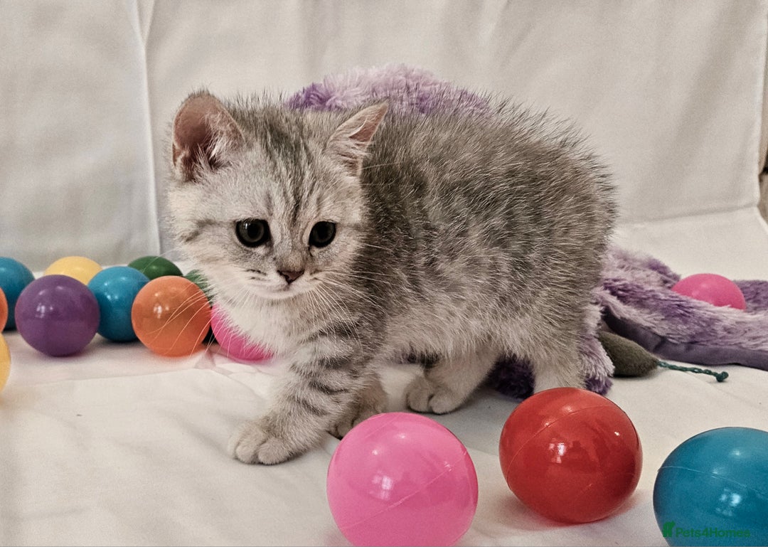 British Shorthair cats for sale: BRITISH SHORTHAIR CHAMPION BLOODLINE - Image 28
