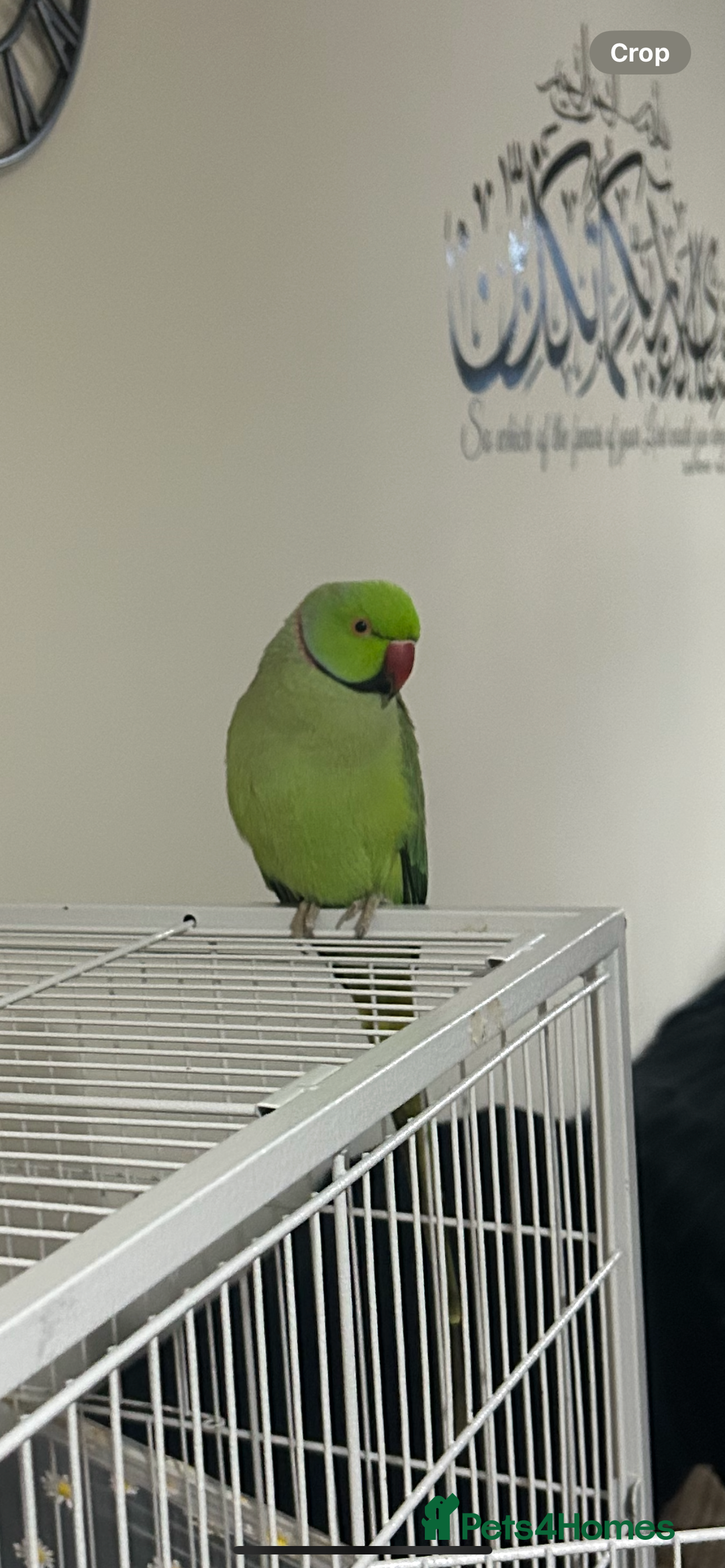 Ringnecks birds for sale: Male indian ring neck  - Advert 1