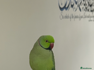 Ringnecks birds Male indian ring neck - Advert 2