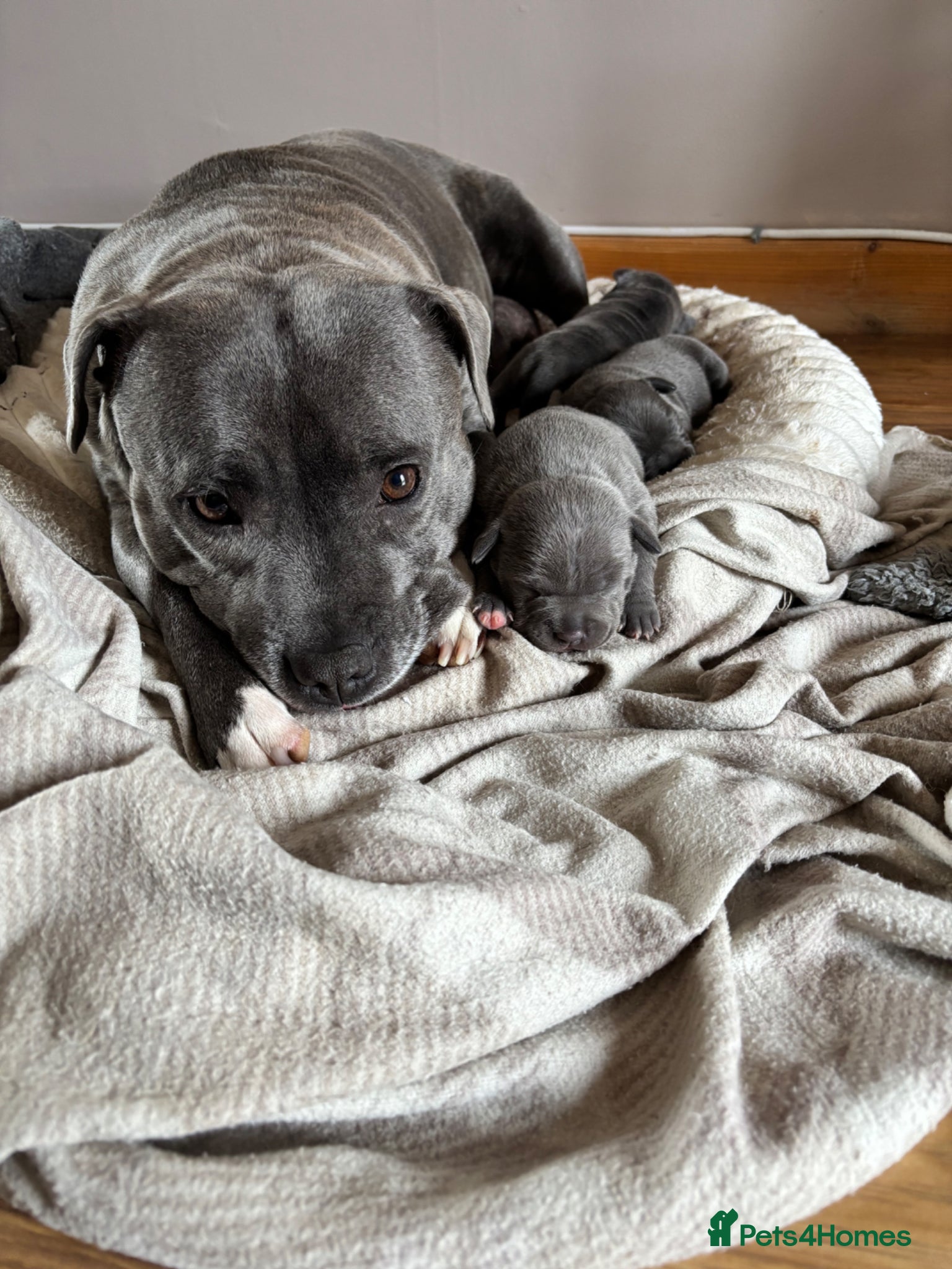Staffordshire Bull Terrier dogs Blue Staffordshire bull terrier pups - Advert 13