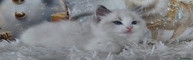 Ragdoll Kitten 1