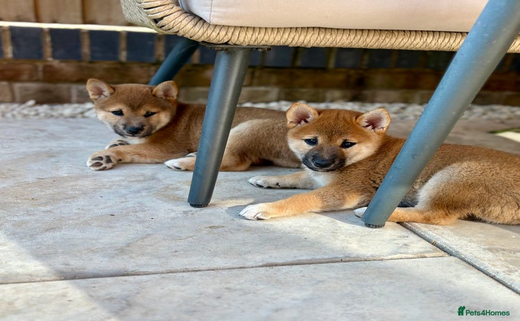 Japanese Shiba Inu dogs - Advert 2