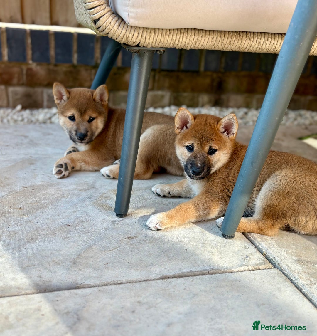 HOT ! Shiba Inu Corgi Mix For Sale Puppies Shiba Inu Corgi Mix Price 11+  Thousand Shiba Inu Face