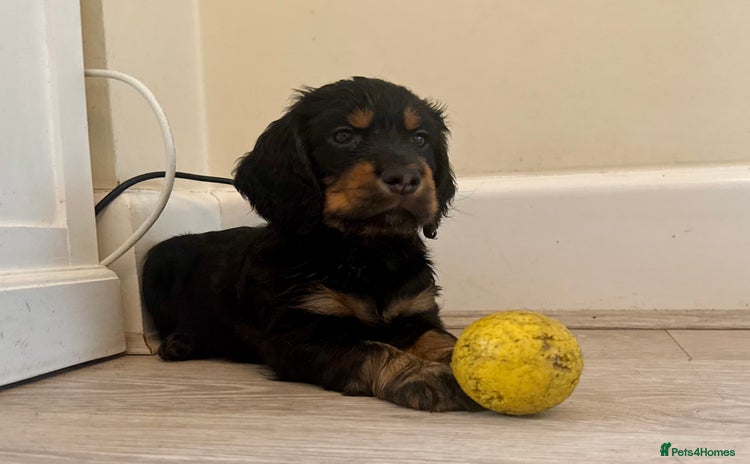 Cocker Spaniel dogs - Advert 10