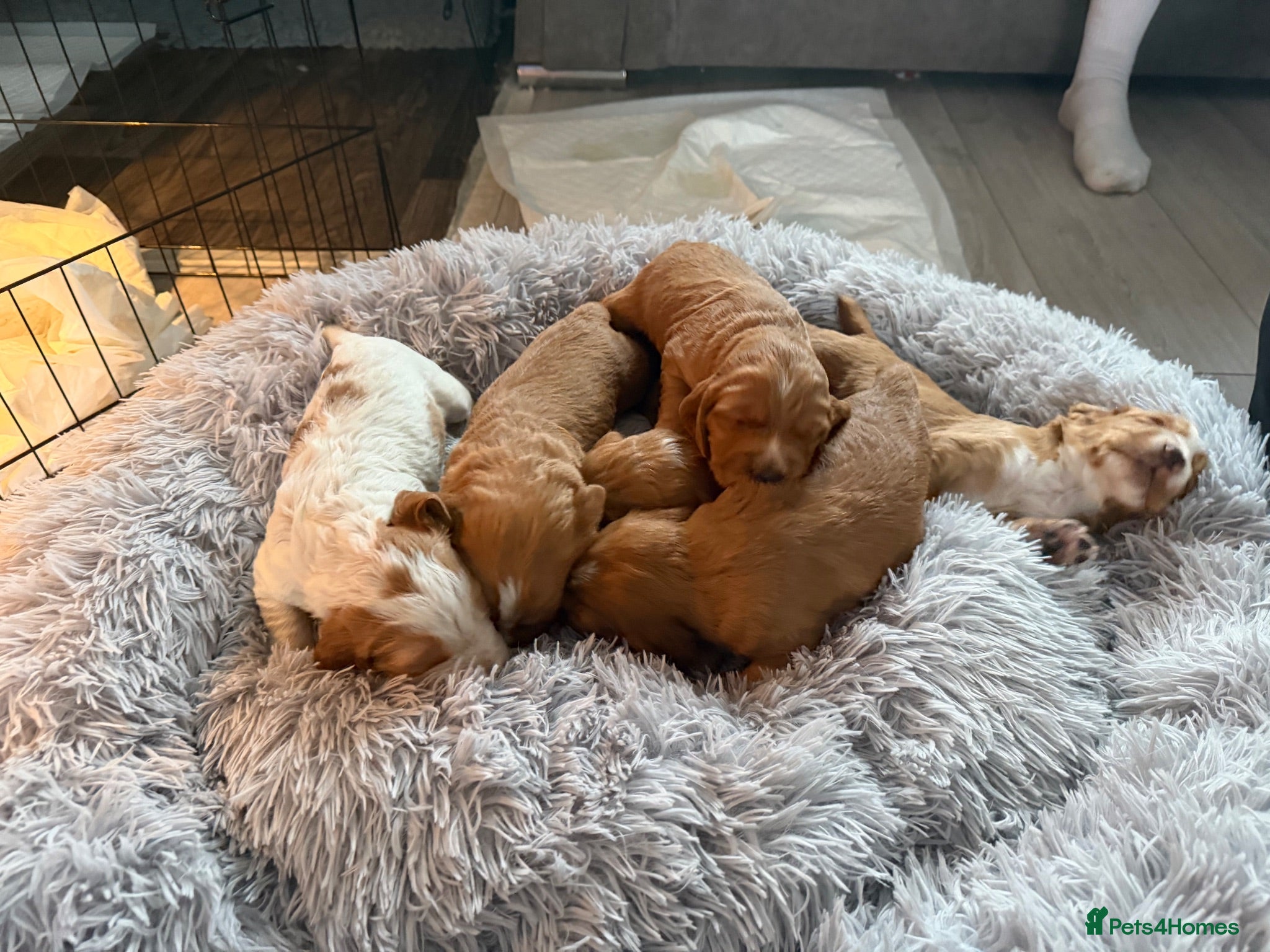 Cocker Spaniel dogs KC, Docked legally working Cocker Spaniels - Advert 15