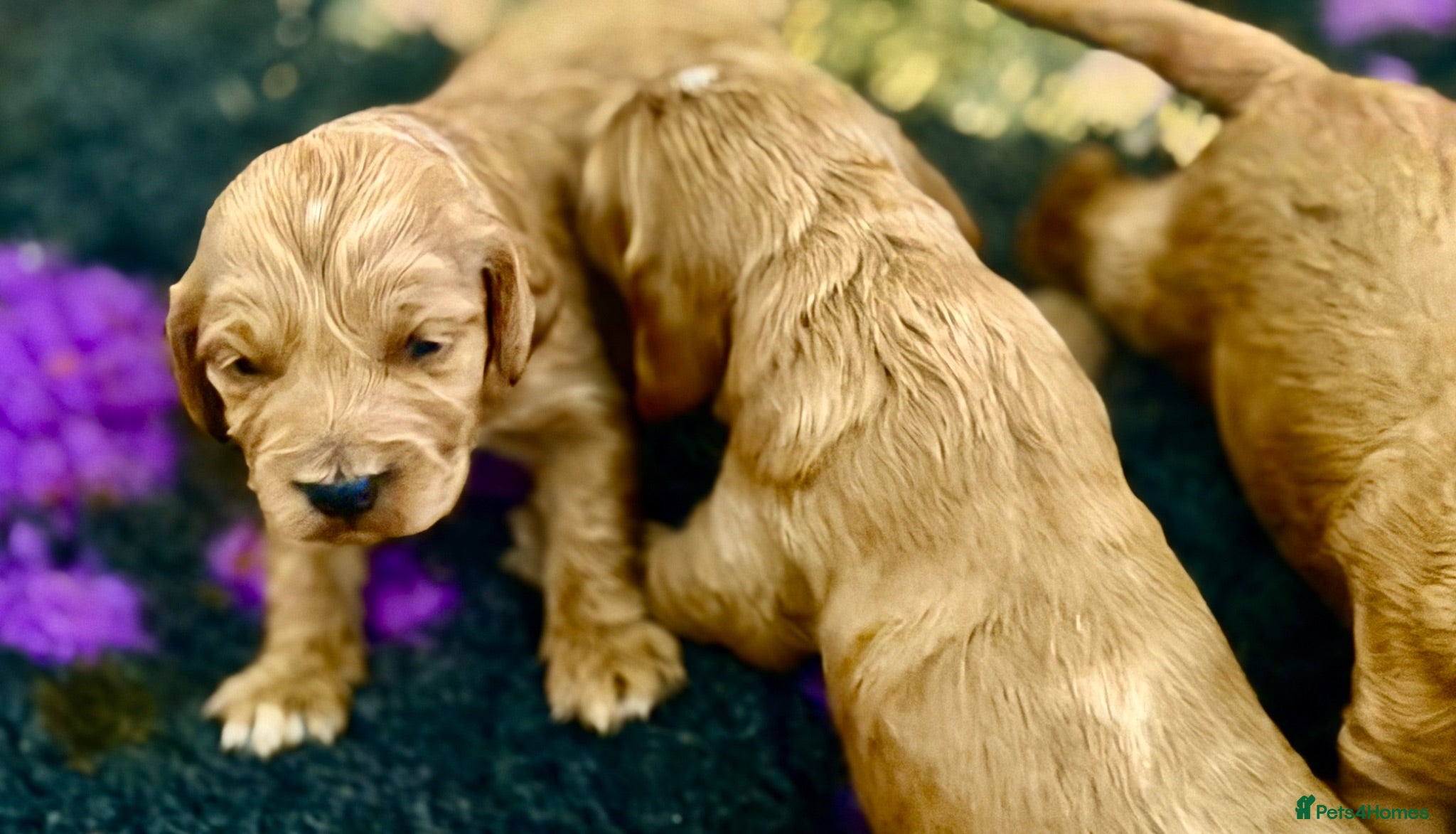 Cockapoo dogs Exceptional family pets top quality cockapoo’s - Advert 2