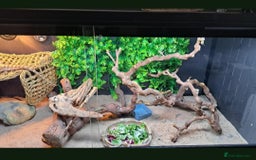 Dragon reptiles for sale: Bearded dragon and complete vivarium PVC - Image 6