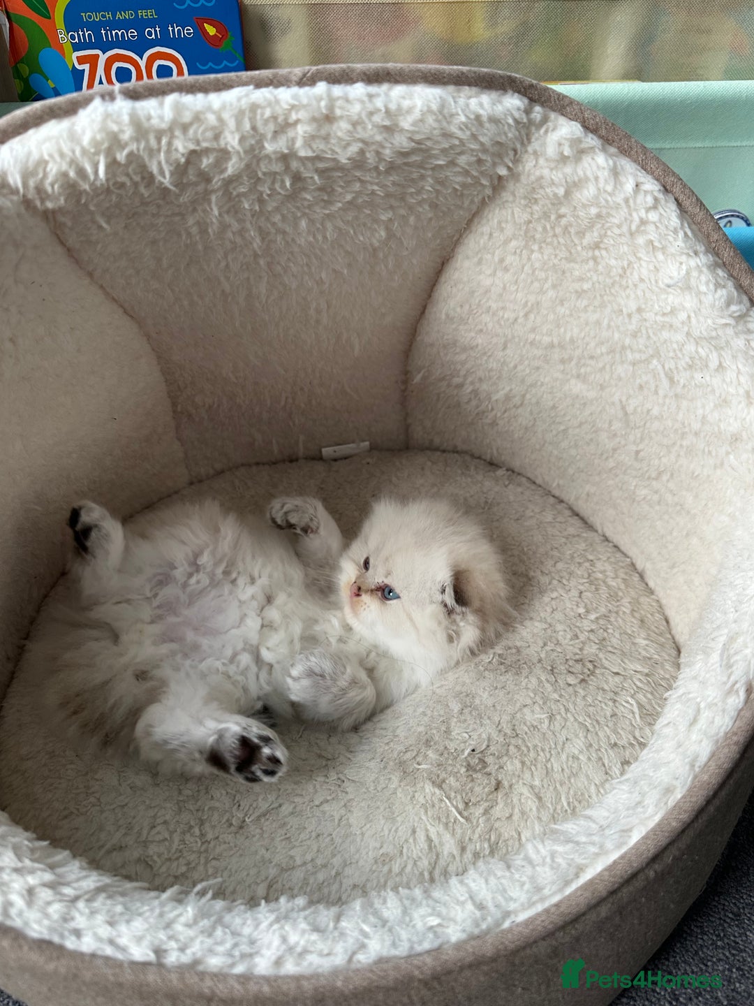 Scottish Fold cats for sale: Scottish fold Kitten Healthy &Loving - Advert 20