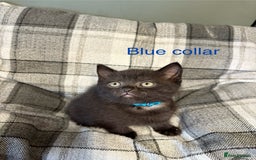 British Shorthair cats for sale: British blue short hair/crossed  - Image 5
