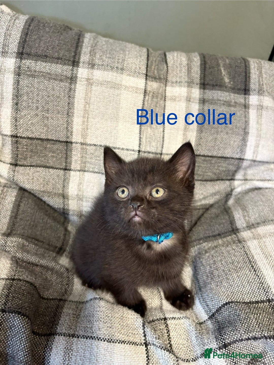 British Shorthair cats for sale: British blue short hair/crossed  - Image 5