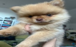 Pomeranian dogs for sale: 2 stunning boy Pomeranian pups ready in 1 week  - Image 18