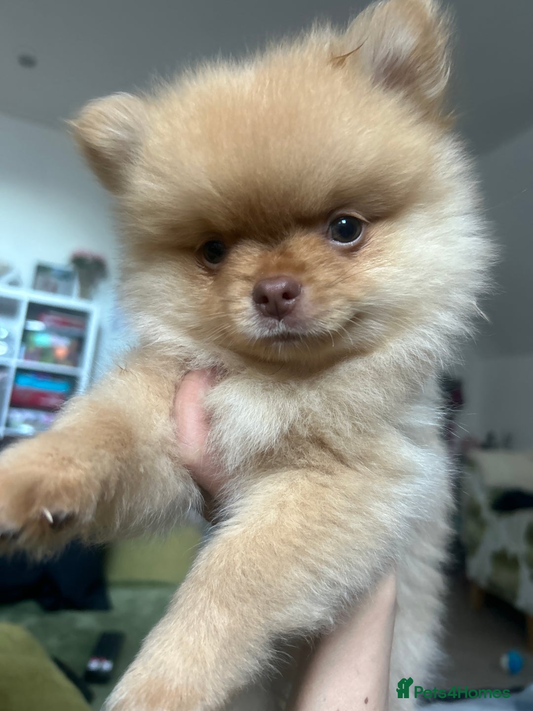 Pomeranian dogs for sale: 2 stunning boy Pomeranian pups ready in 1 week  - Image 18