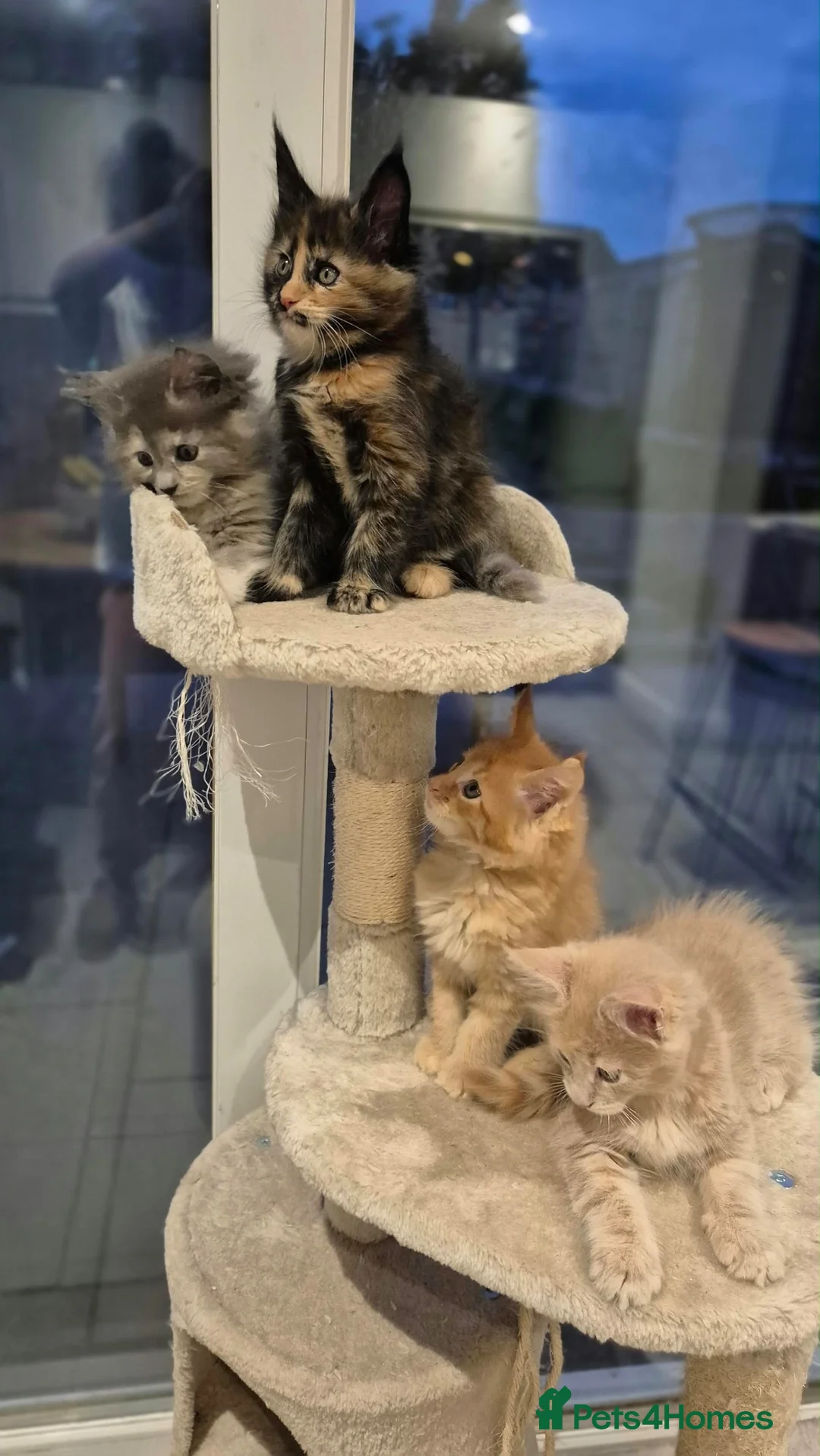Maine Coon cats for sale: Majestic TICA Registered Mainecoon Kittens - Advert 19