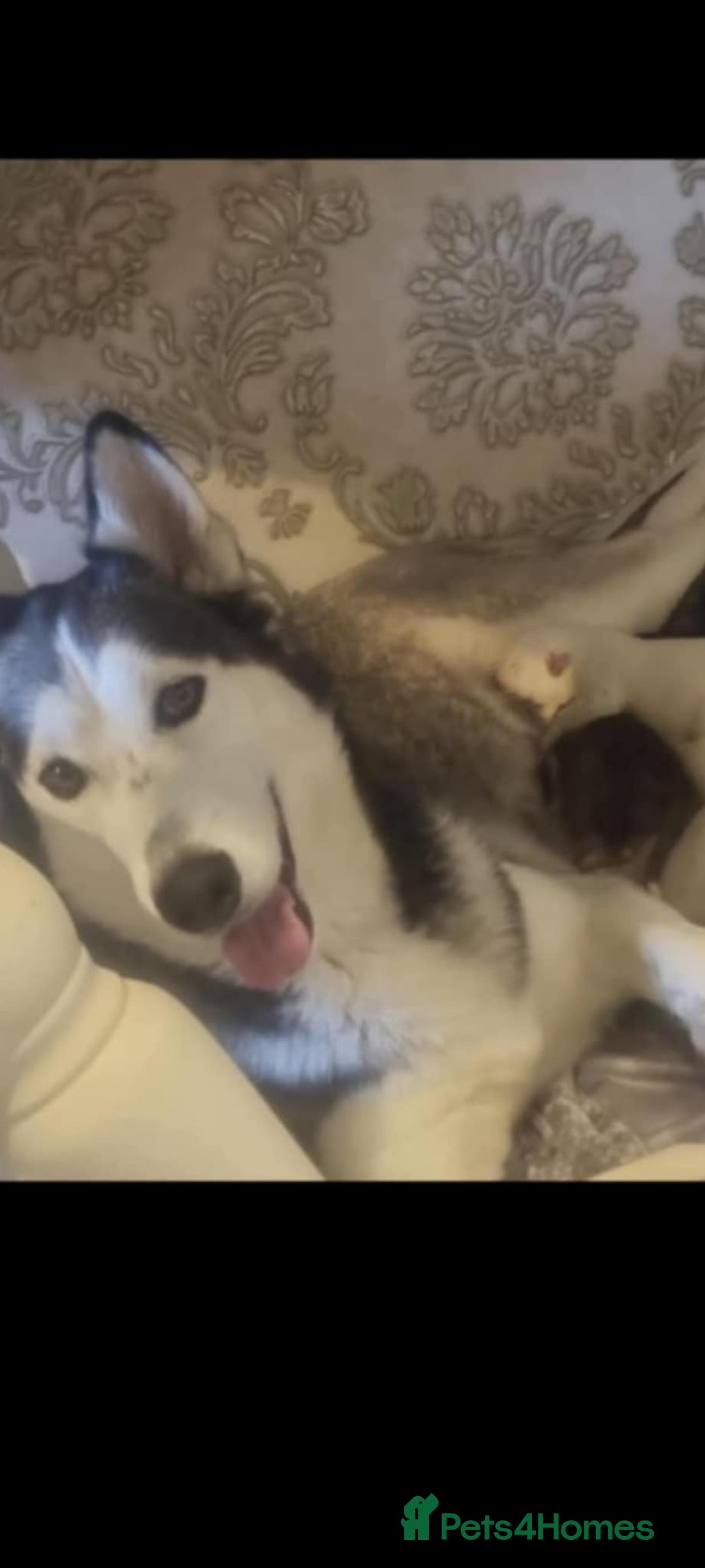 Siberian Husky dogs for sale: Siberian Husky puppies  - Image 15