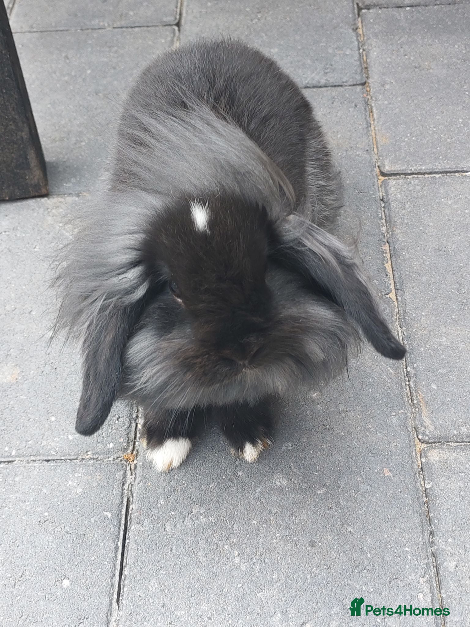 Mixed Breed rabbits for sale: Lionhead baby bunny  - Advert 2