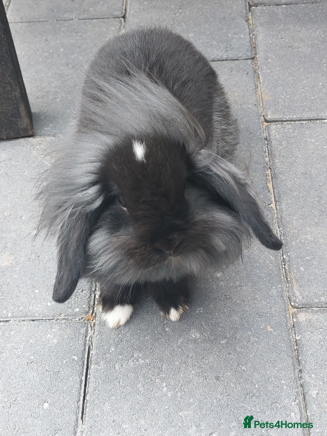 Mixed Breed rabbits for sale: Lionhead baby bunny  - Advert 1