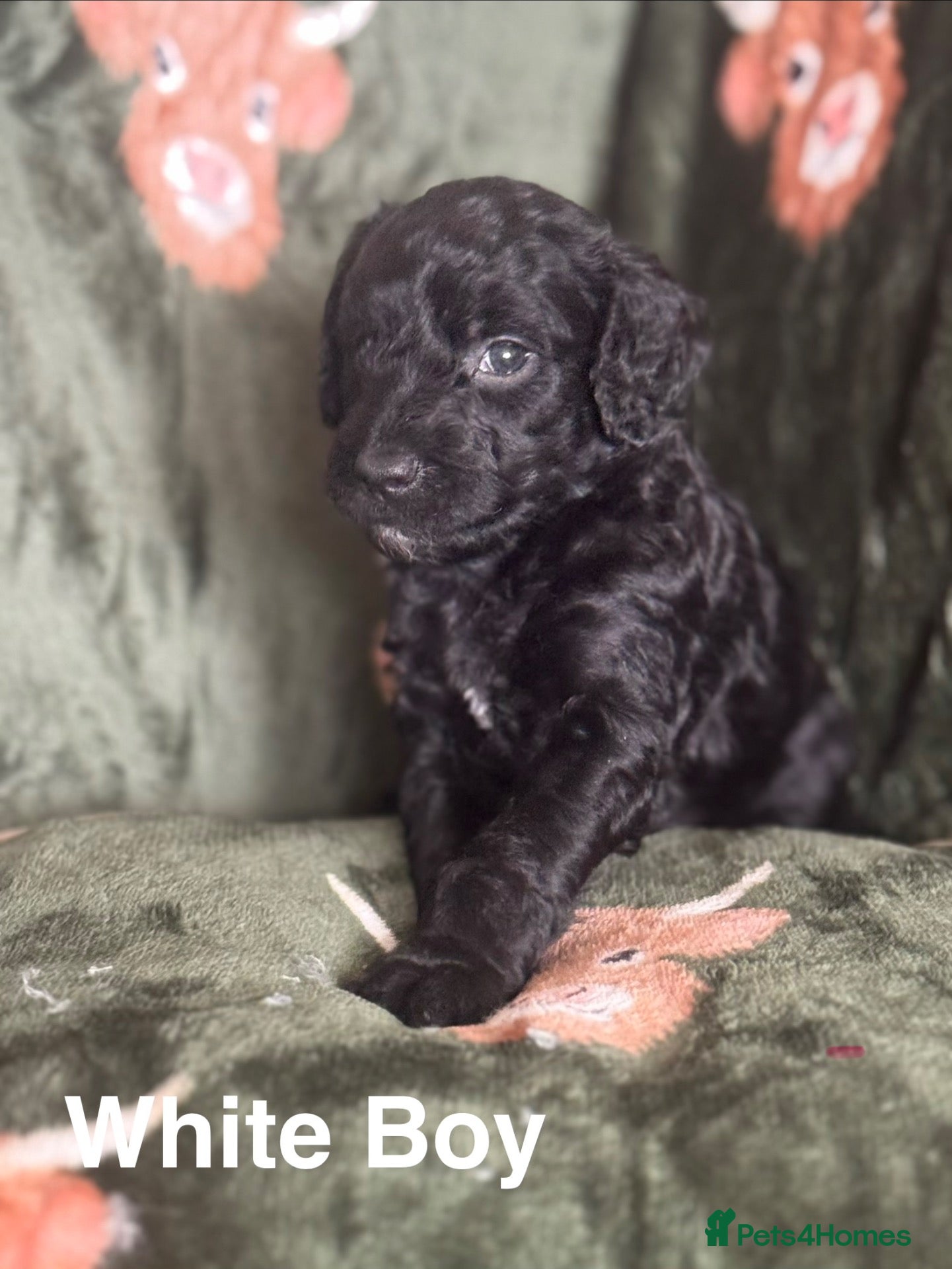 Goldendoodle dogs Beautiful Goldendoodle puppies - Advert 4