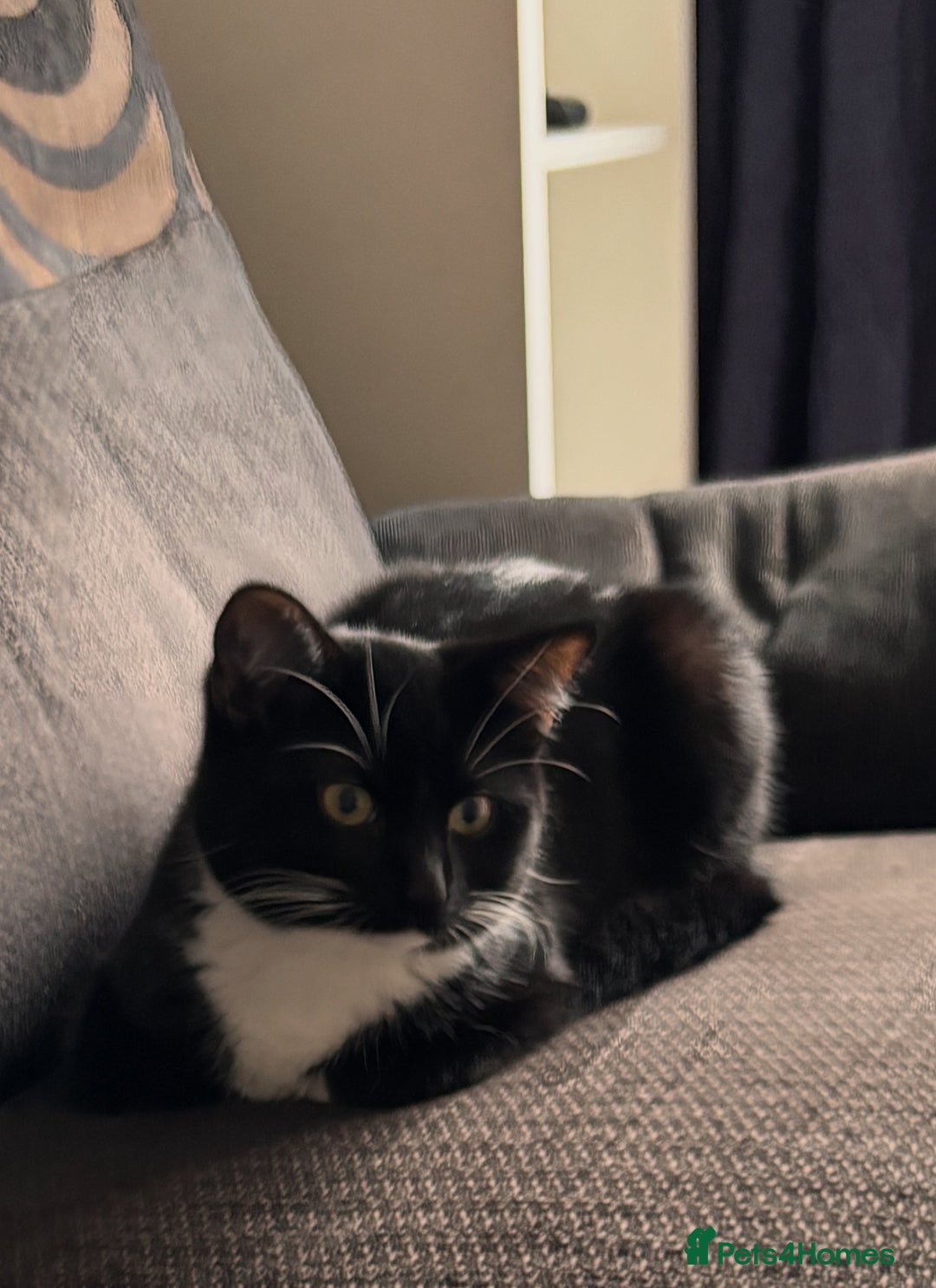 Domestic Shorthair cats for sale: 1 Female 1 Male (Bonded Pair)  - Image 3