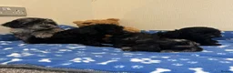 Cavapoo dogs for sale: Health tested Cavapoo puppies  - Advert 6