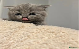 British Shorthair cats for sale: READY NOW!!Pedigree British Short Hair Kittens - Image 7