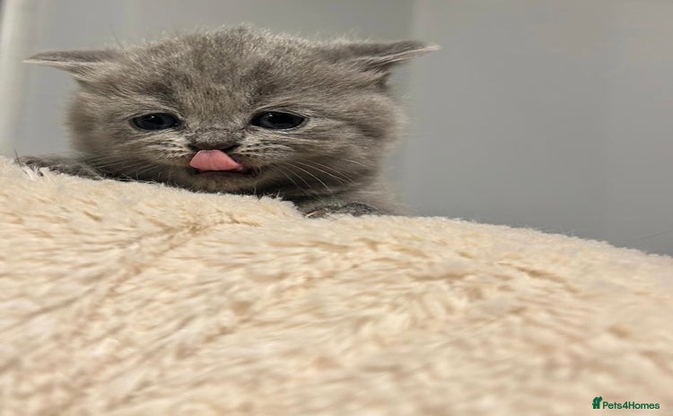 British Shorthair cats - Advert 1