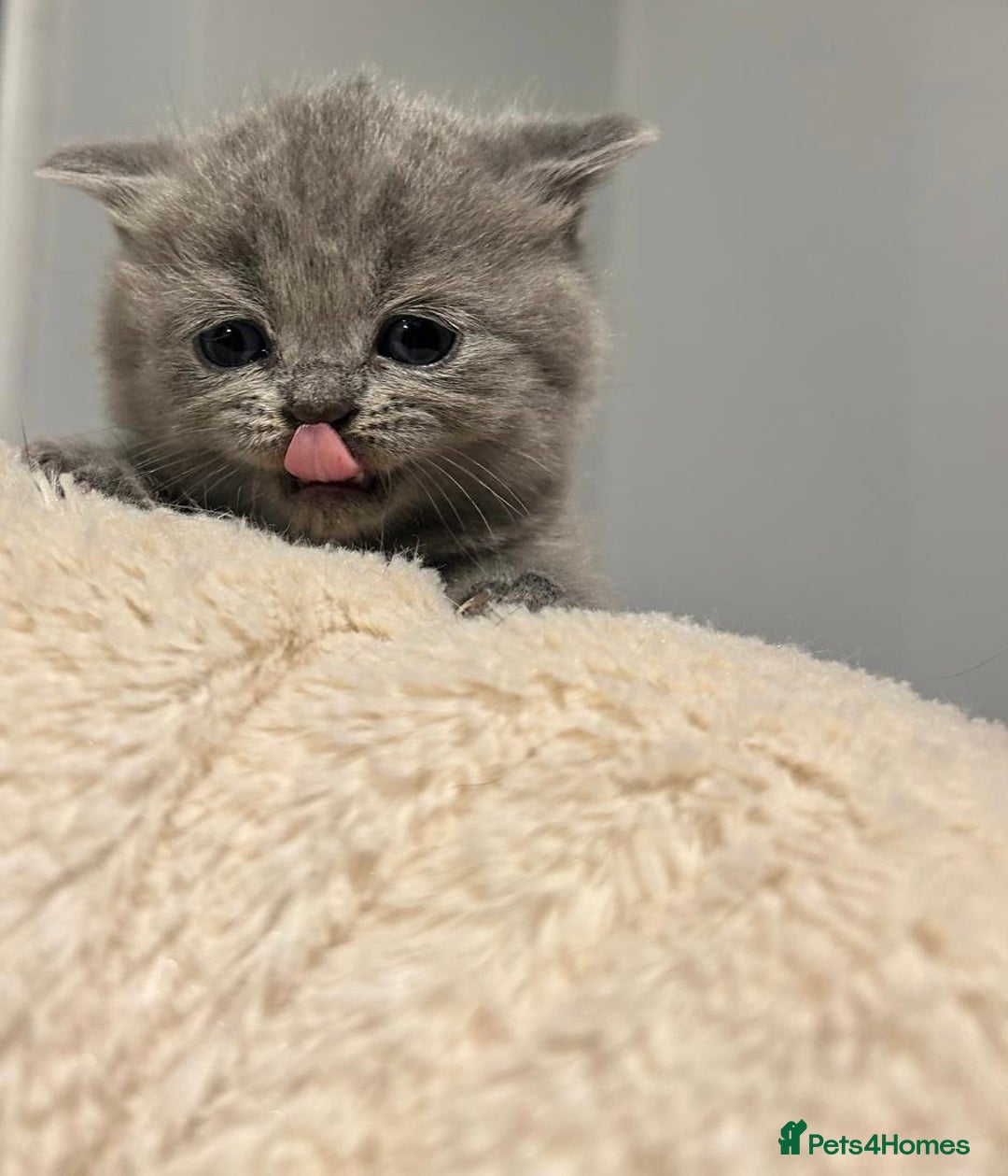 British Shorthair cats for sale: READY NOW!!Pedigree British Short Hair Kittens - Image 7