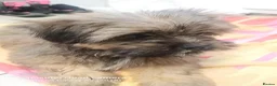 Shih Tzu dogs for sale: Shih  Tzu  girl  - Advert 7